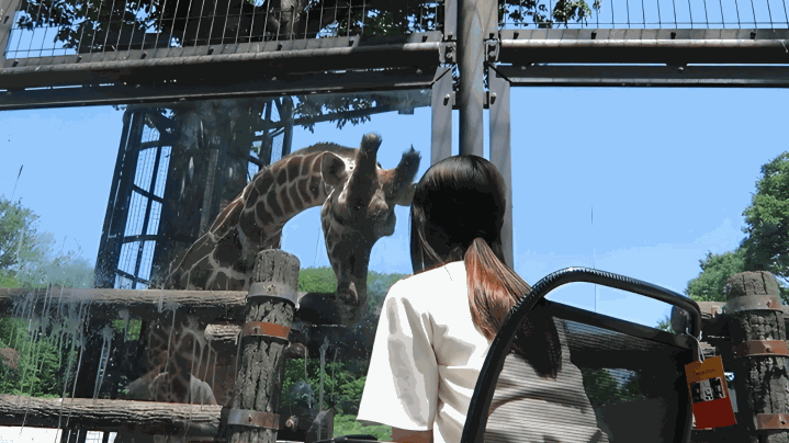 「電動車いす“Ｑ５０Ｒカーボン”で坂道の多い動物園へ行きました。」
